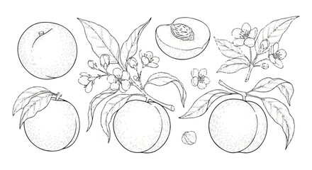 A charming line art illustration of peaches and blossoms, capturing the essence of orchards and sweet fruits
