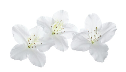 Obraz premium Three delicate white blossoms elegantly isolated against a pristine white background, showcasing their natural beauty and intricate details in a serene and pure composition