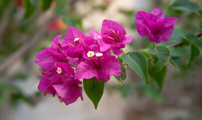 Obraz premium close up photograph of beautiful bougainvillea flowers