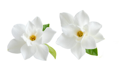 Obraz premium Two delicate white gardenia flowers in full bloom, showcasing their soft petals and lush green leaves, isolated on a clean white background