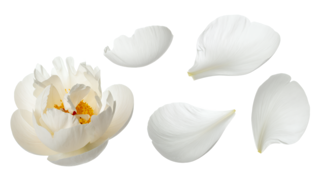 Beautiful white flower with soft, delicate petals elegantly scattered. A serene natural composition showcasing purity and grace on a clean background, ideal for elegant designs