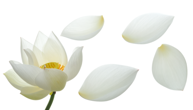 Elegant white lotus blossom with delicate, detached petals floating against a pure white background