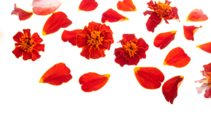 A vibrant arrangement of fiery red and orange marigold flowers and scattered petals isolated on a clean white background