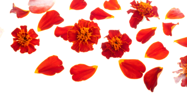 A vibrant arrangement of fiery red and orange marigold flowers and scattered petals isolated on a clean white background