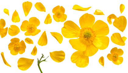 Delicate Yellow Buttercup Blossoms and Petals Scattered on White Background Floral Design