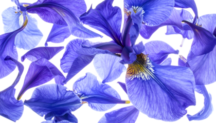 Vibrant blue and purple iris petals scattered beautifully on a crisp white background, creating a stunning floral pattern with delicate textures and rich botanical hues