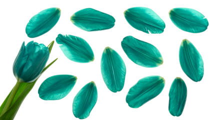 Whimsical Teal Isolated Petals and Blooming Tulip Against a White Backdrop