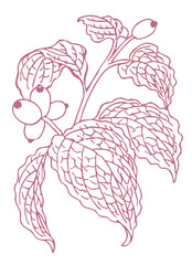 秋のハナミズキのスケッチ素材。ベクターイラスト素材。