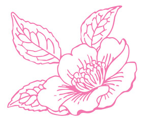 サザンカのスケッチ素材。ベクターイラスト素材。