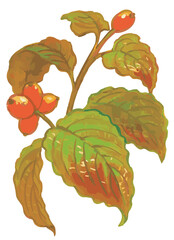 秋のハナミズキのスケッチ素材。ベクターイラスト素材。