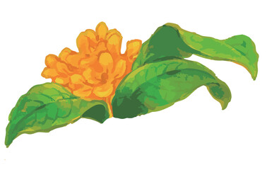 キンモクセイのスケッチ素材。ベクターイラスト素材。