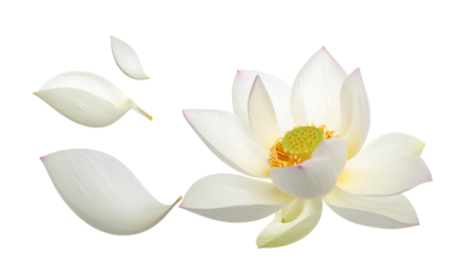 Beautiful white lotus flower with falling petals, symbolizing purity and enlightenment in a tranquil setting