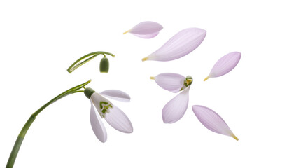Delicate snowdrop flower with petals scattering in the wind, symbolizing the fleeting beauty of nature and the changing seasons