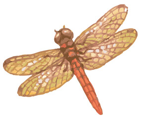 トンボのスケッチ素材。ベクターイラスト素材。