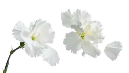 A delicate pair of white carnation flowers with soft ruffled petals, beautifully isolated on a pristine white background for a clean, elegant look