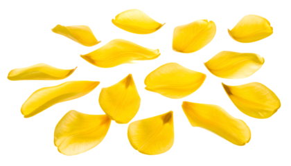 Yellow Petals Isolated on White Background Floral Design and Botanical Beauty