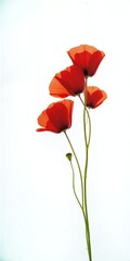 Obraz premium Three vibrant red poppies stand tall against pure white, slender stems reaching upward in serene floral elegance.