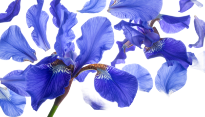 Close-up of delicate purple iris flowers and fallen petals against a clean white background, showcasing intricate details and vibrant color