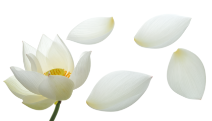 A serene composition of a delicate white lotus flower with its individual petals gracefully scattered on a clean, isolated white background