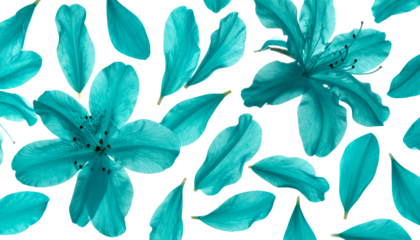 Turquoise Azalea Petals and Blossoms Scattered Across a White Background - Abstract Floral Art