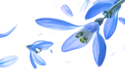 Blue Spring Flowers Blooming with Falling Petals on White Background