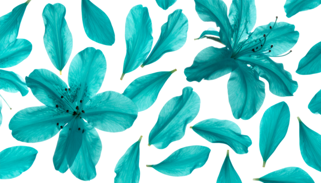 Turquoise Azalea Petals and Blossoms Scattered Across a White Background - Abstract Floral Art