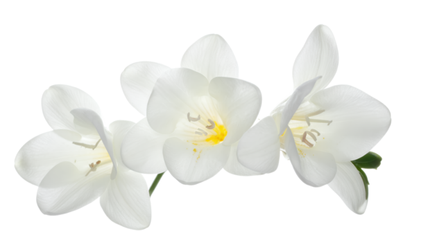 Elegant White Freesia Blossoms A Close-Up View of Delicate Beauty and Freshness on White