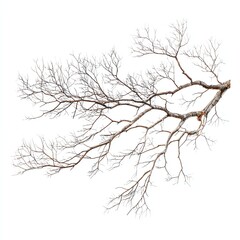 A detailed view of a bare tree branch showcasing its intricate patterns and textures.