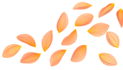 Scattered peach and coral flower petals drifting gently in the air against a white background, creating a whimsical and delicate visual