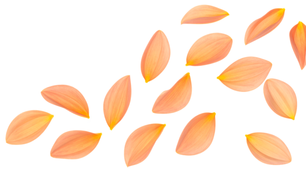 Scattered peach and coral flower petals drifting gently in the air against a white background, creating a whimsical and delicate visual