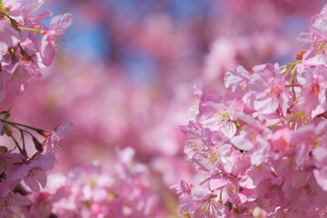 Fototapeta premium 河津桜