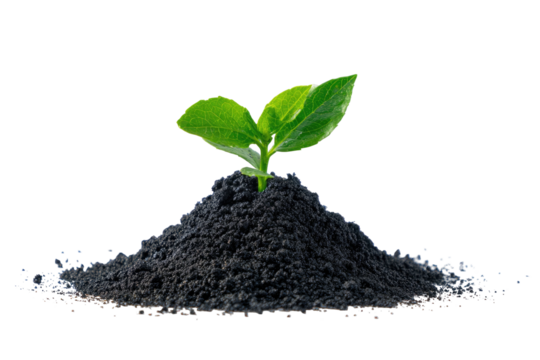 Sprout emerges tiny leaves atop dark soil pile