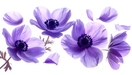 Ethereal blue flowers shedding delicate petals in a gentle cascade against a bright, clean white background, symbolizing fragility and beauty