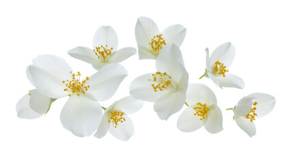 Ethereal blue flowers shedding delicate petals in a gentle cascade against a bright, clean white background, symbolizing fragility and beauty