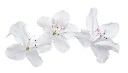 Ethereal blue flowers shedding delicate petals in a gentle cascade against a bright, clean white background, symbolizing fragility and beauty