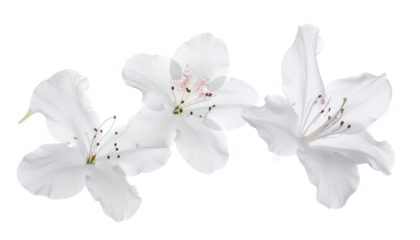 Ethereal blue flowers shedding delicate petals in a gentle cascade against a bright, clean white background, symbolizing fragility and beauty