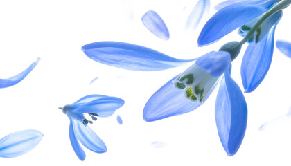 Ethereal blue flowers shedding delicate petals in a gentle cascade against a bright, clean white background, symbolizing fragility and beauty
