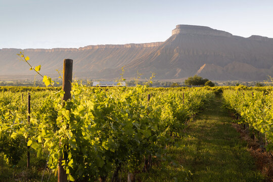 Mt Garfield sits above the wine Vineyards in Palisade Colorado