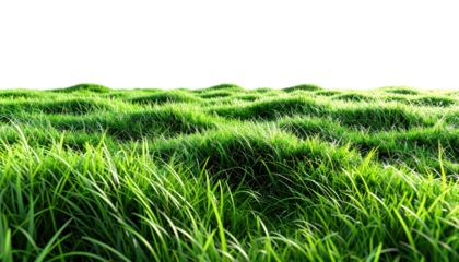 Lush, sunlit green grass against a black sky backdrop
