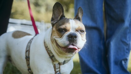 Happy French Bulldog Smiling in the Park
