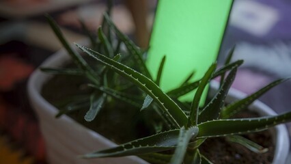 Close-up of Aloe Vera Plant with Green Background