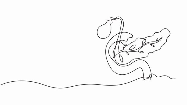 Human pancreas one line art. Continuous line drawing of human, internal, organs, pancreas, full length animation video, motion graphic.