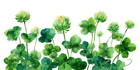 Obraz premium Watercolor Painting of Blooming Clover Plants with Green Leaves on Transparent Background, PNG