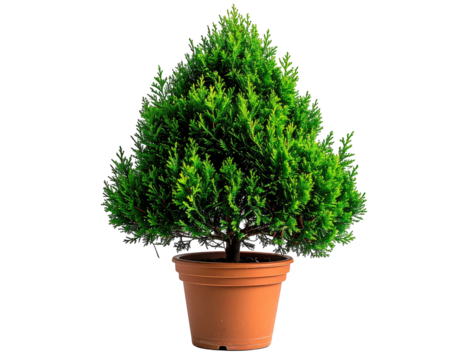 Small evergreen tree in a pot, triangular shape