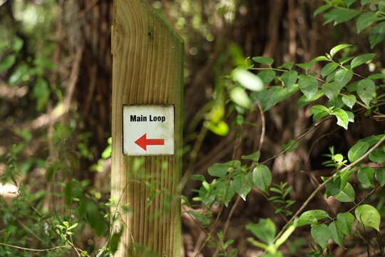 Wooden Trail Marker Beside Dense Forest Foliage