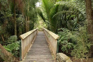 Wooden Bridge Surrounded By Lush Green Forest Vegetation