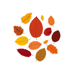 Obraz premium Autumn Leaves Composition Decorative Fall Foliage on White