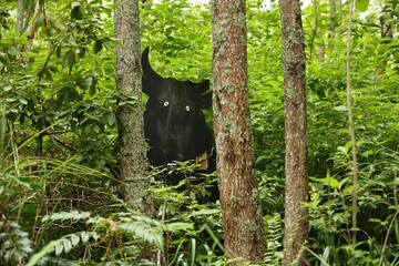 Black Bull Silhouette Among Green Forest Vegetation