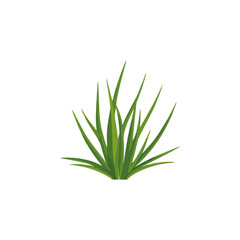 Obraz premium Vibrant Green Grass Clump Isolated on White