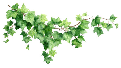 Ivy branch, cascading leaves, green foliage art